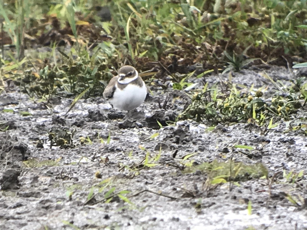 Semipalmated Plover - ML272901261