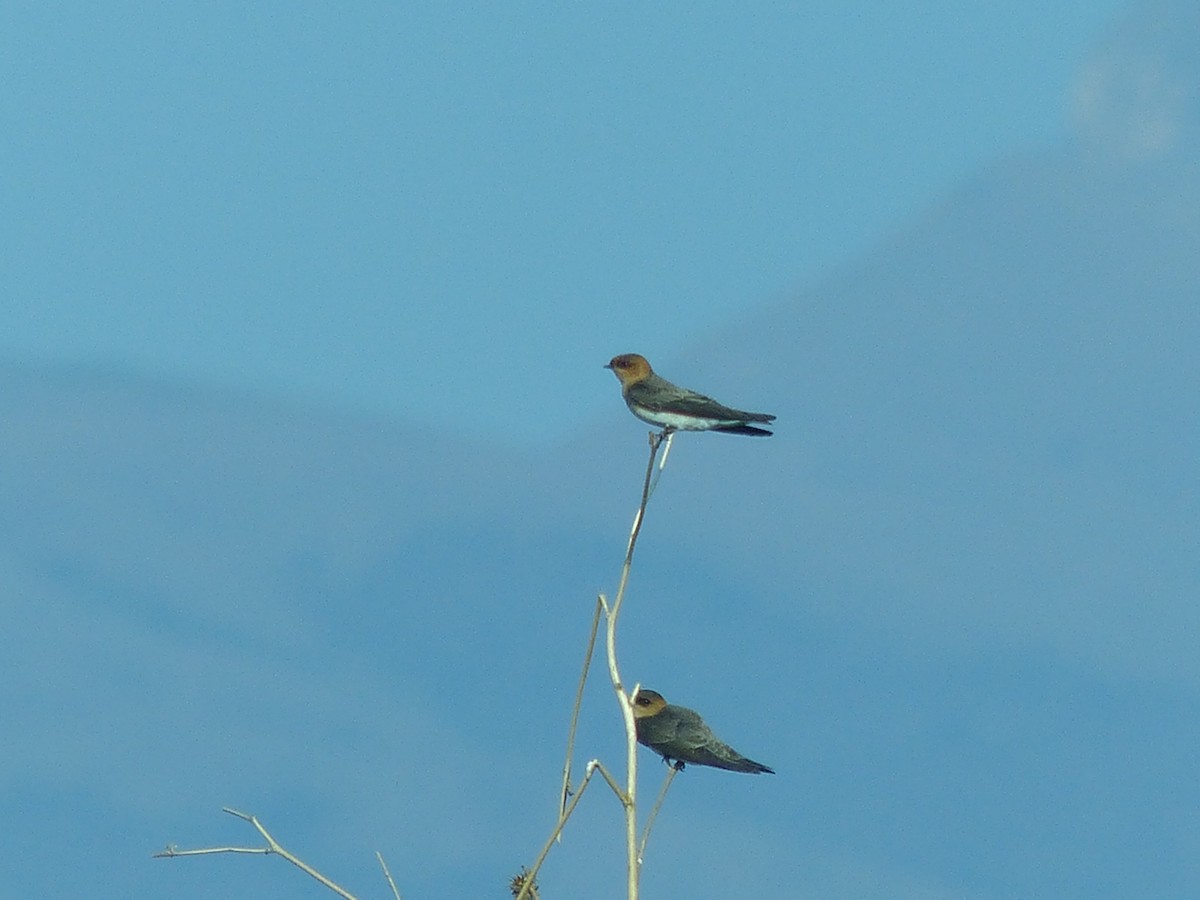 Tawny-headed Swallow - ML272903031