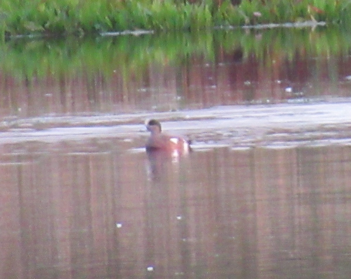 American Wigeon - ML272904671