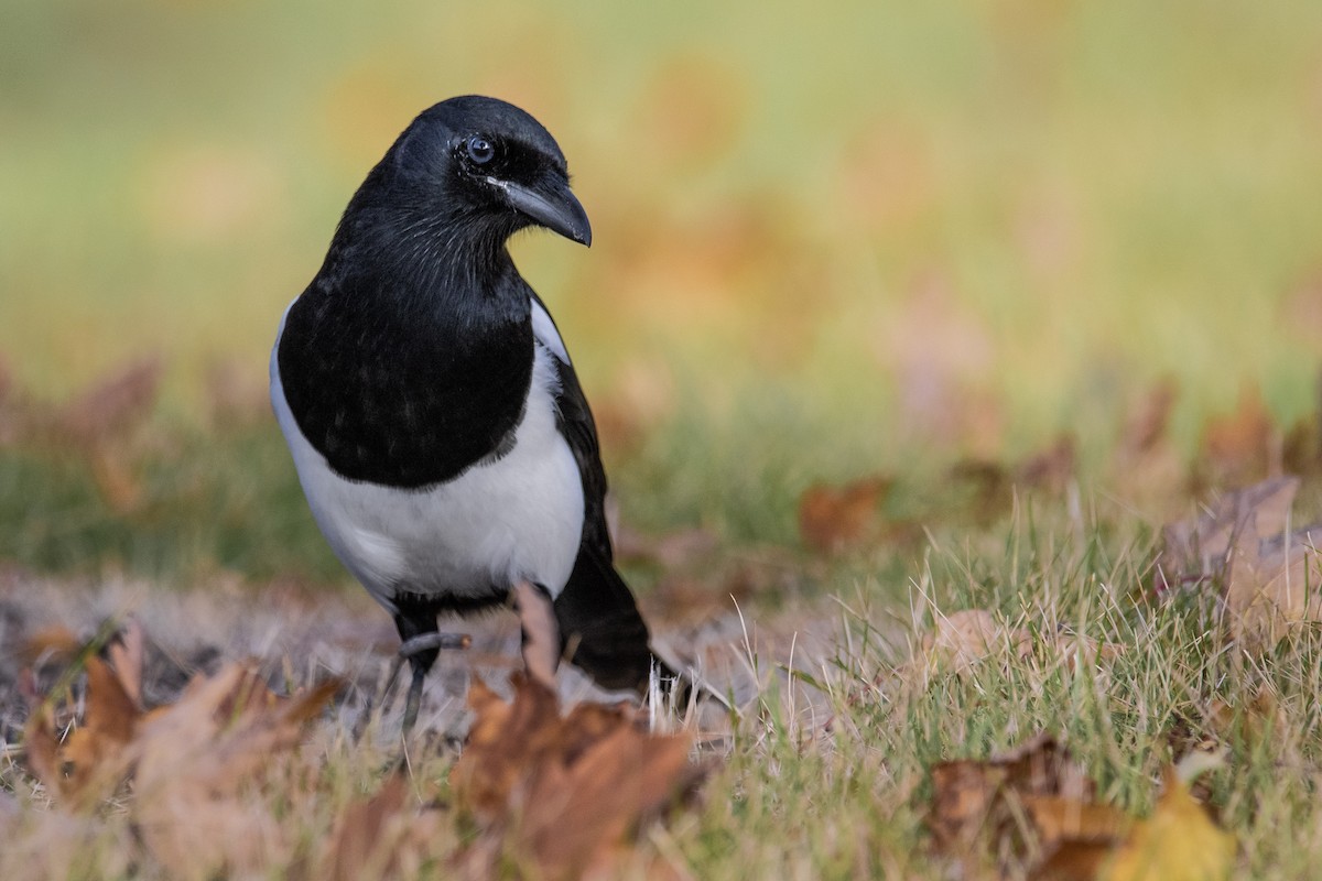Black-billed Magpie - ML272907421