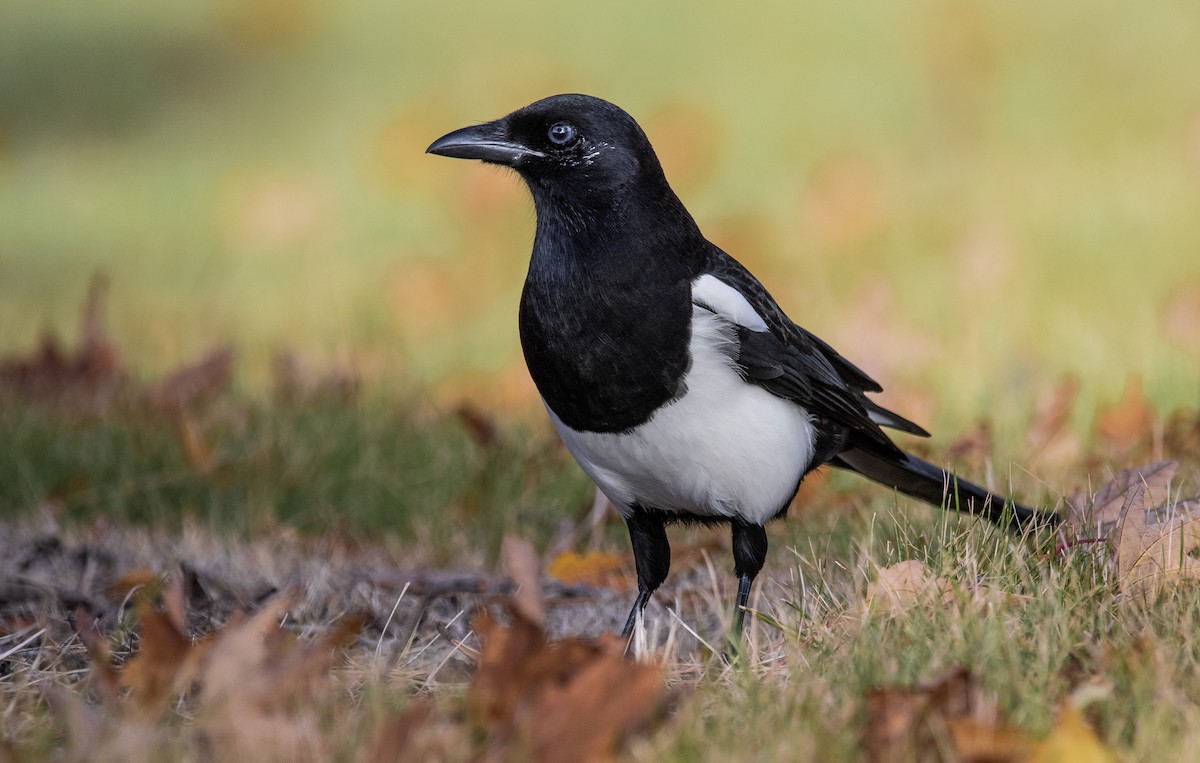 Black-billed Magpie - ML272907431