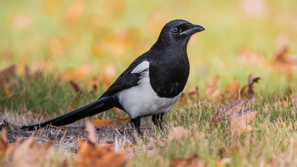 Black-billed Magpie - ML272907441