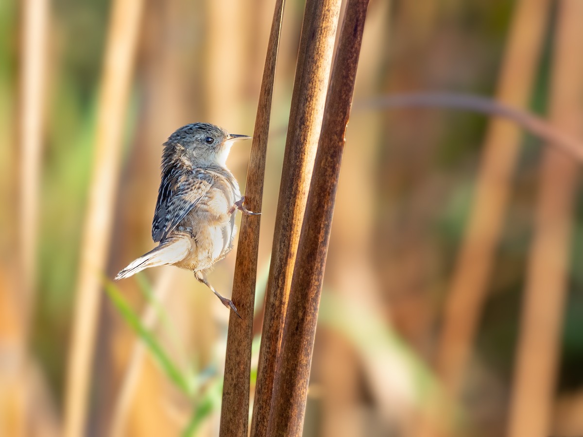 Sedge Wren - ML272908541