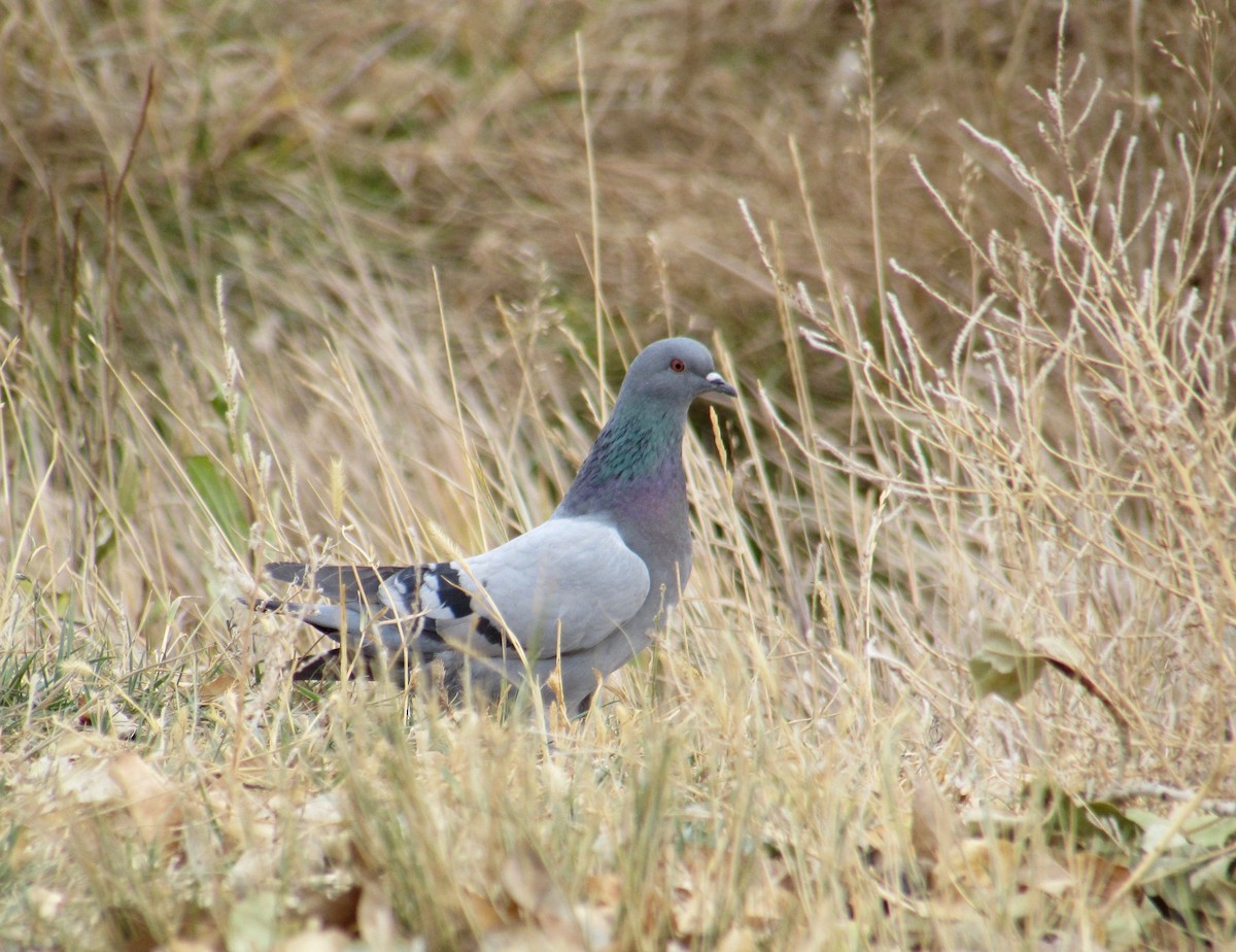 Rock Pigeon (Feral Pigeon) - ML272913221