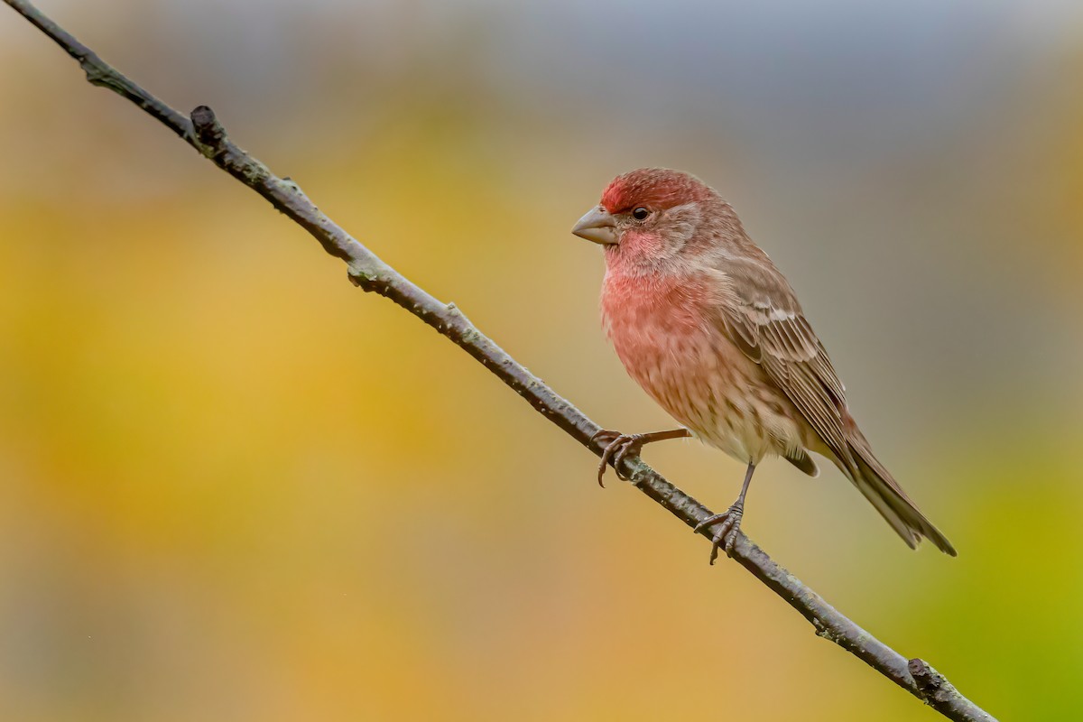 House Finch - ML272914241