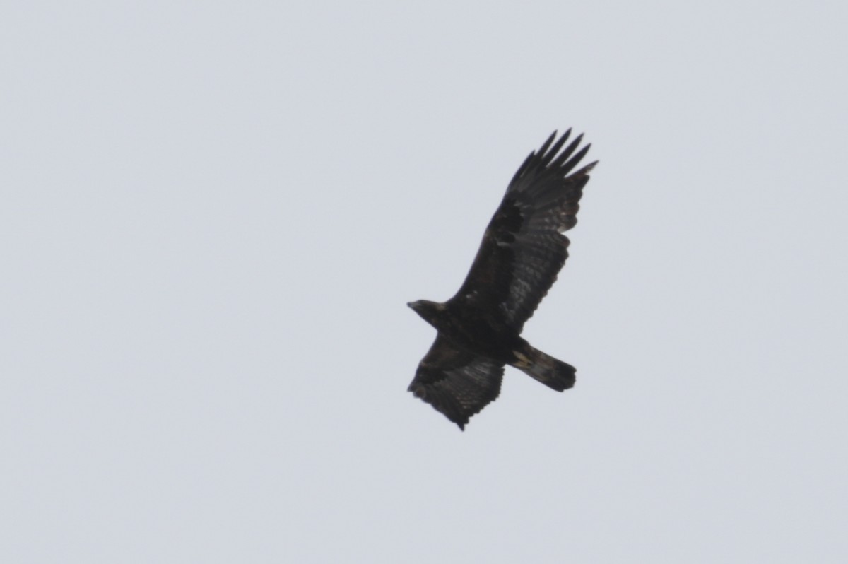 Golden Eagle - ML272914491