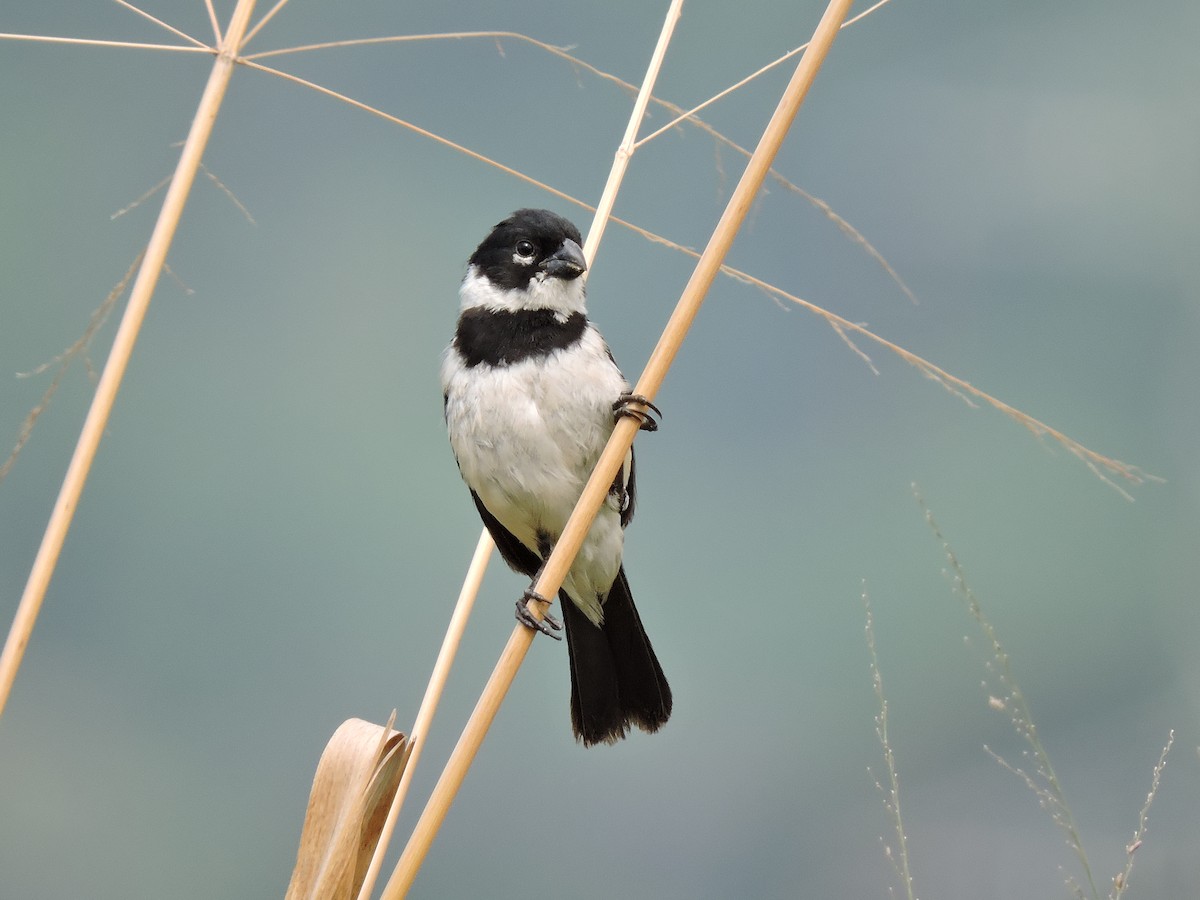 Morelet's Seedeater - Francisco Dubón