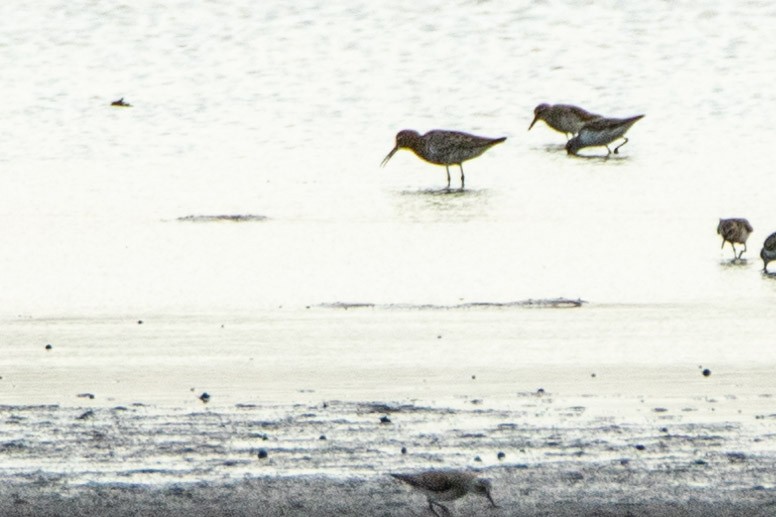 Curlew Sandpiper - ML272915821