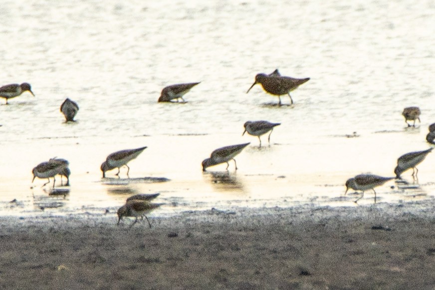 Curlew Sandpiper - ML272915831