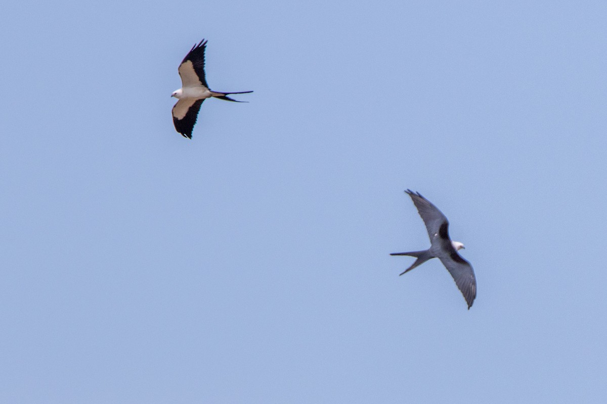 Swallow-tailed Kite - ML272916441