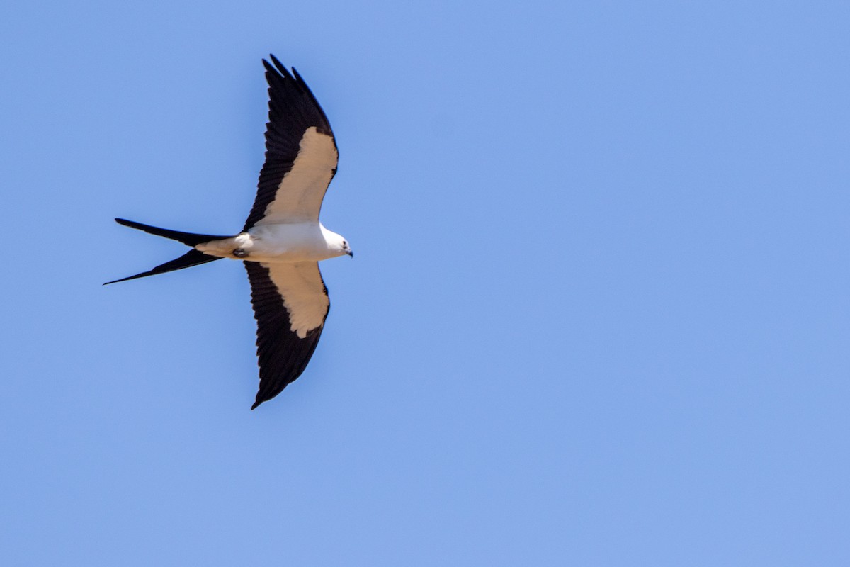 Swallow-tailed Kite - ML272916451