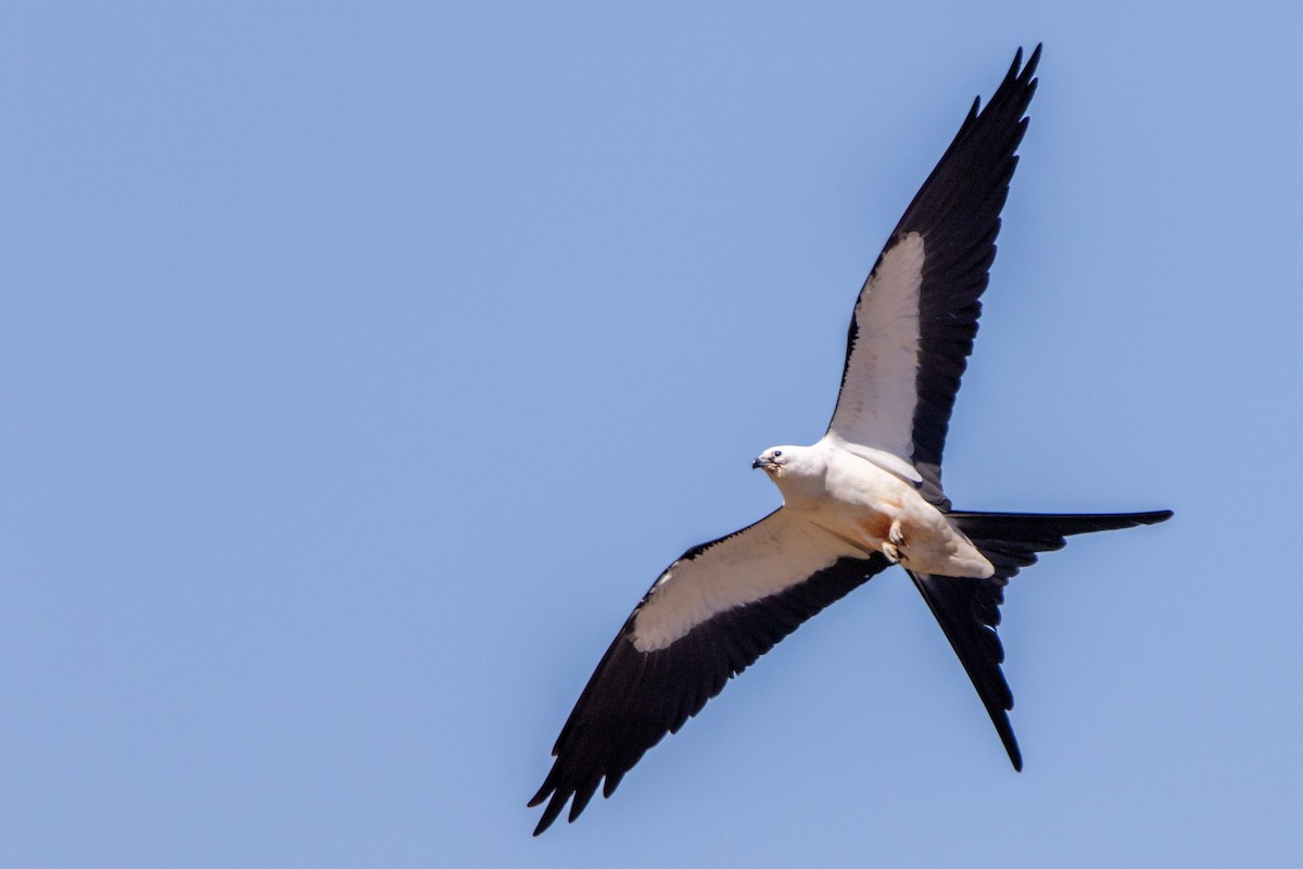 Swallow-tailed Kite - ML272916471