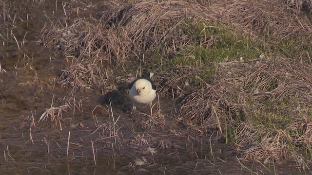 Snow Bunting - ML272919351