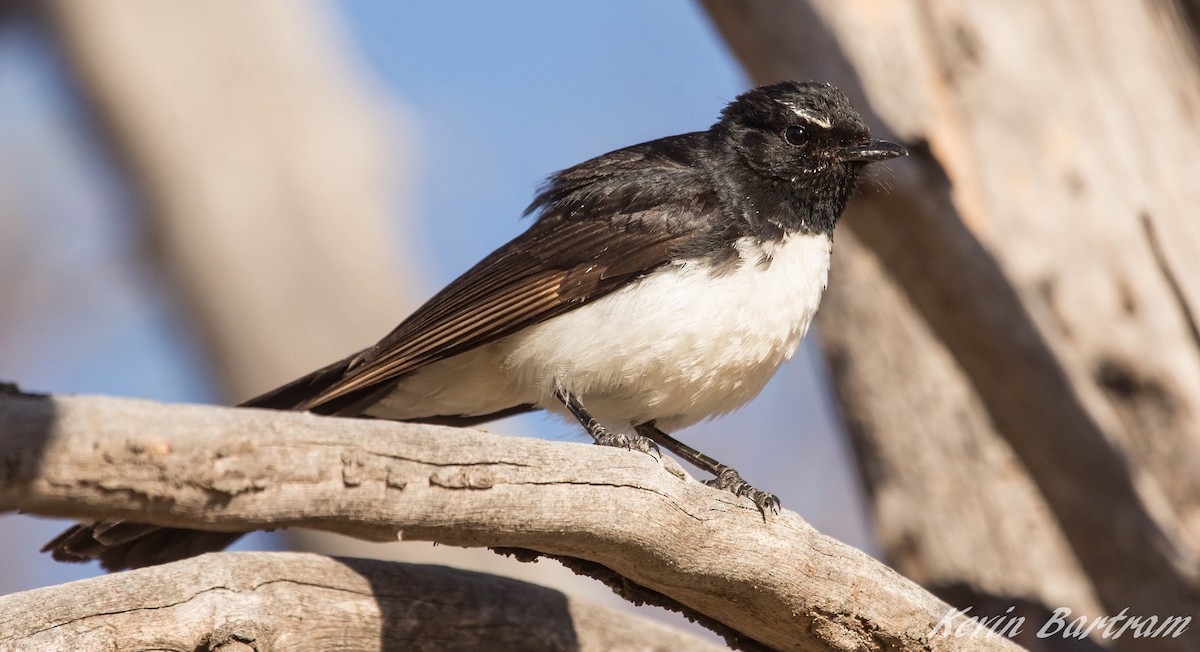 Willie-wagtail - Kevin Bartram