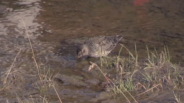 Purple Sandpiper - ML272921071