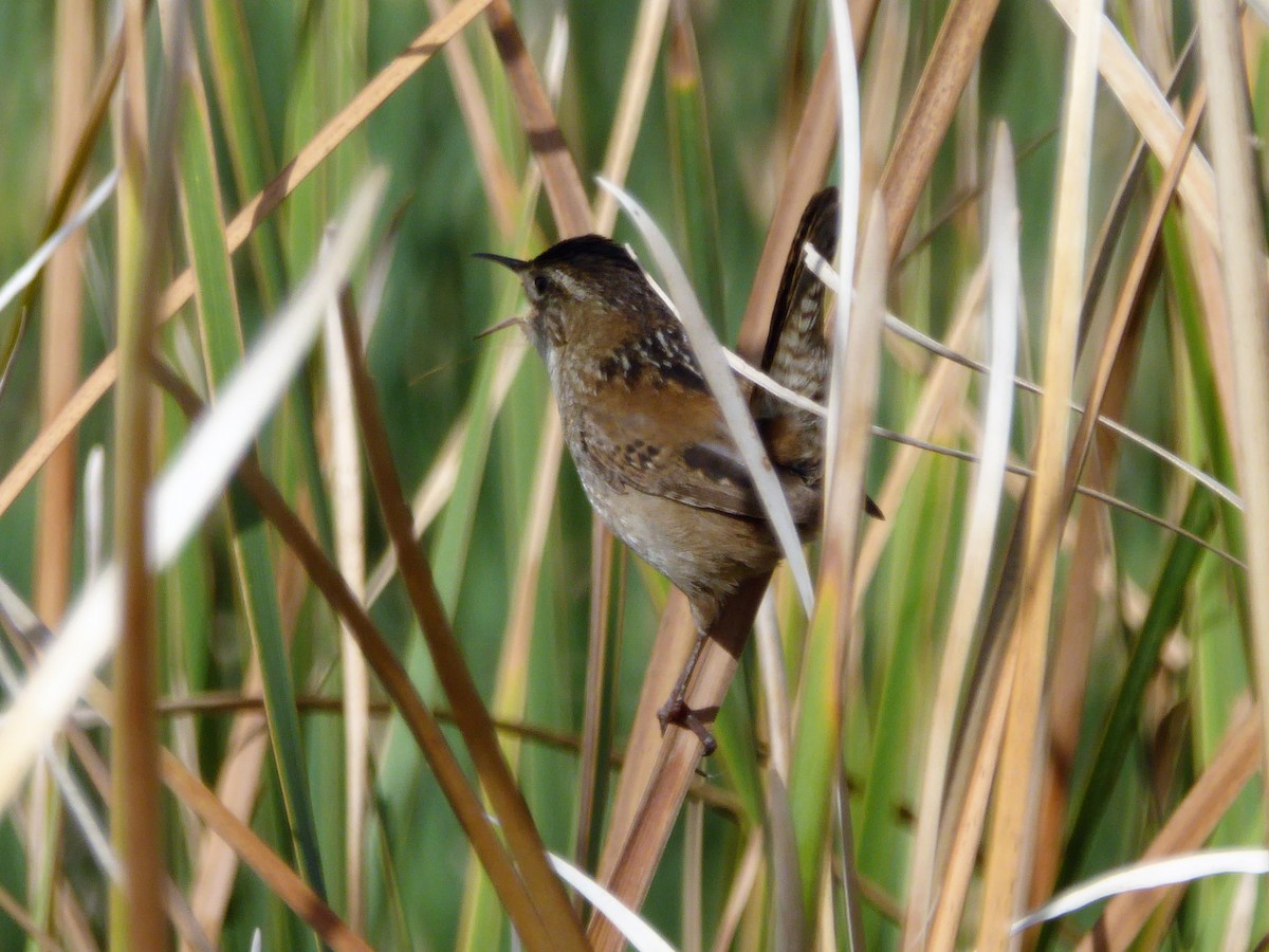 Marsh Wren - Morten Winther Dahl