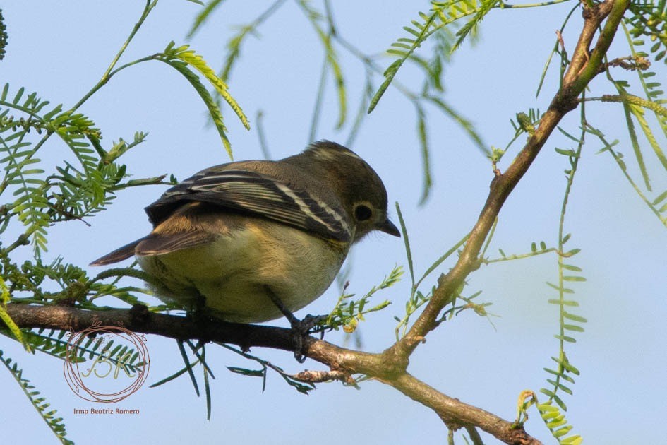 White-crested Elaenia (Chilean) - ML272922711