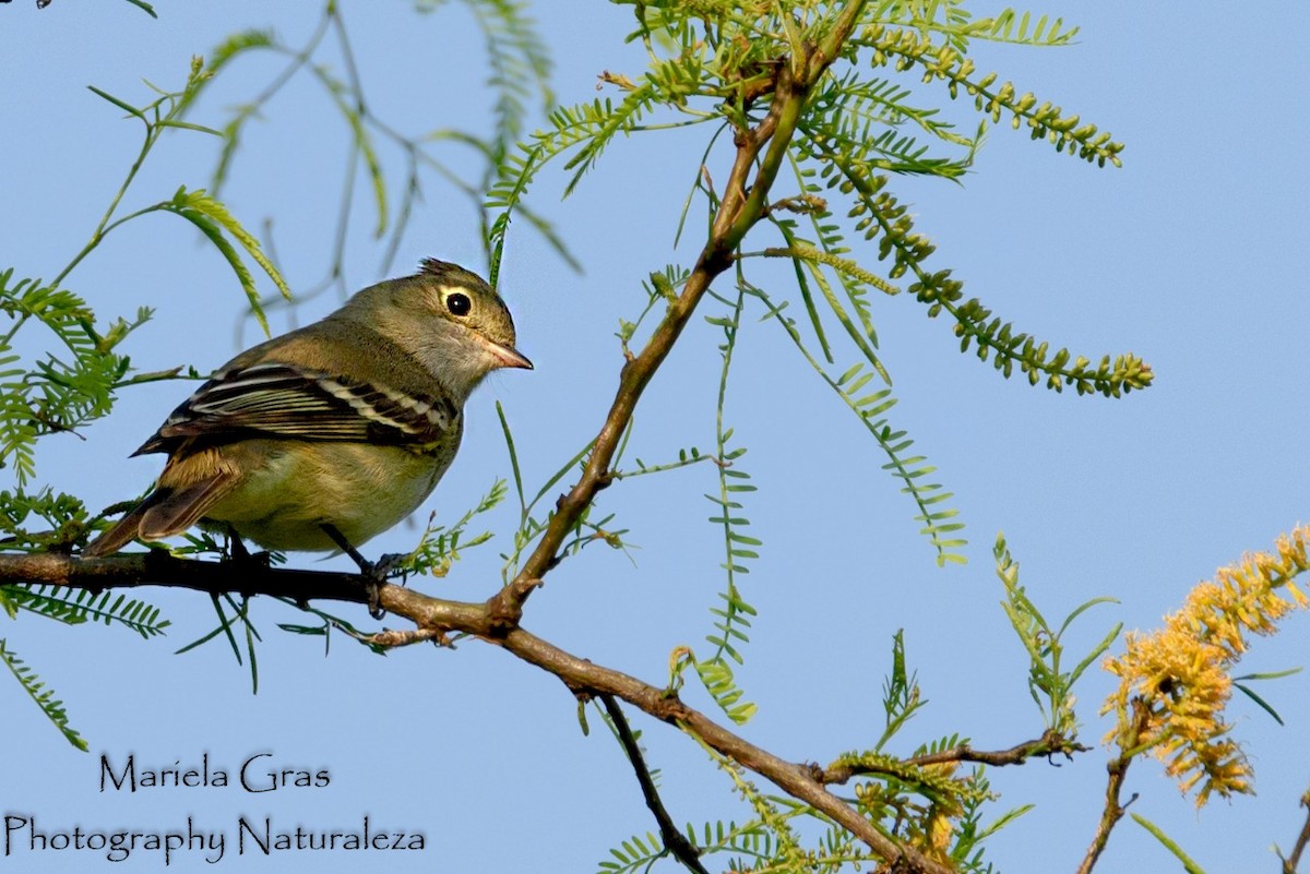 White-crested Elaenia (Chilean) - ML272922721