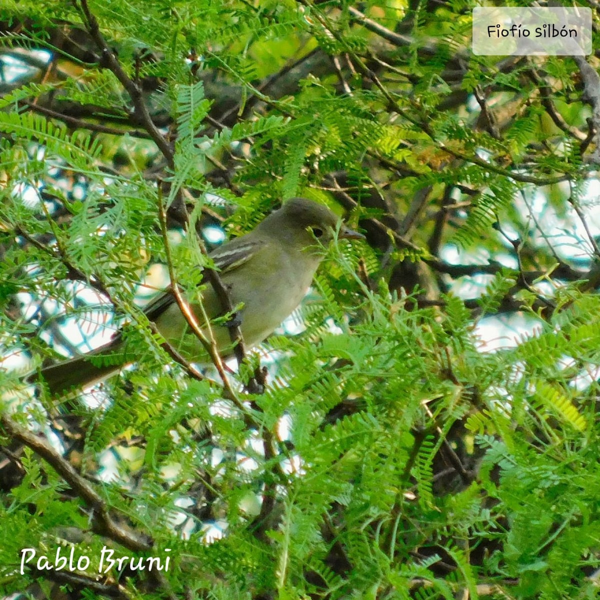 White-crested Elaenia (Chilean) - ML272922751