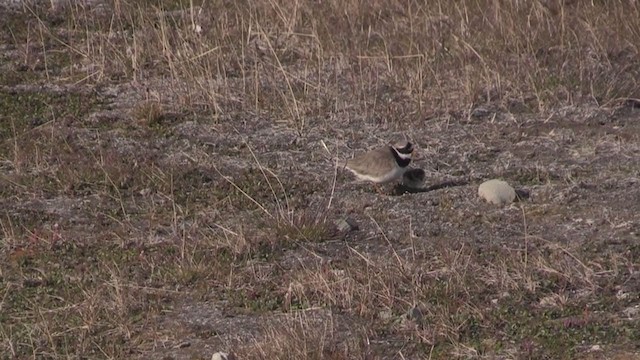 Common Ringed Plover - ML272923261