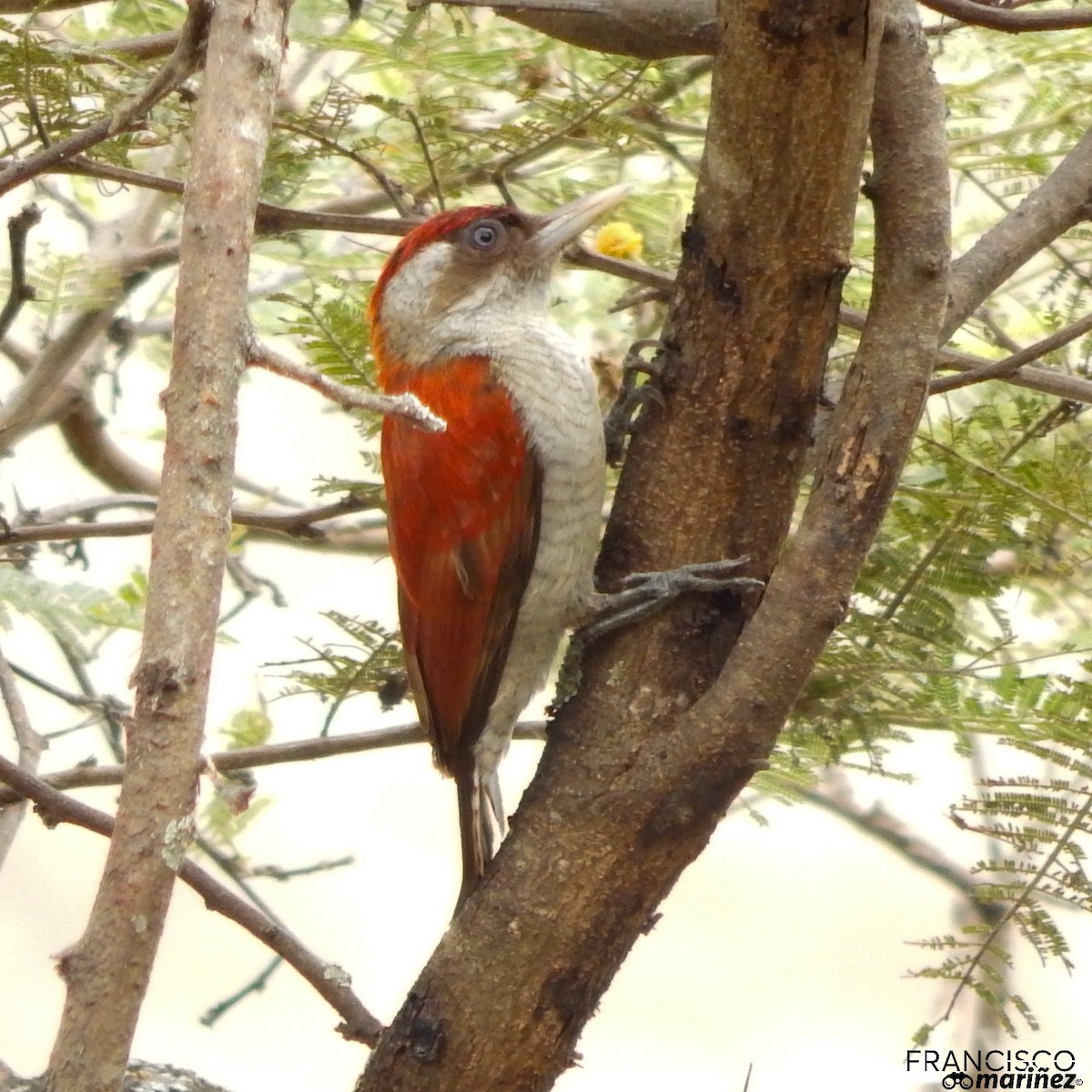 Scarlet-backed Woodpecker - Francisco Mariñez