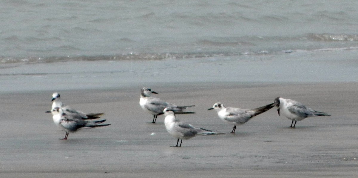 White-winged Tern - Kousheyo Bagchi
