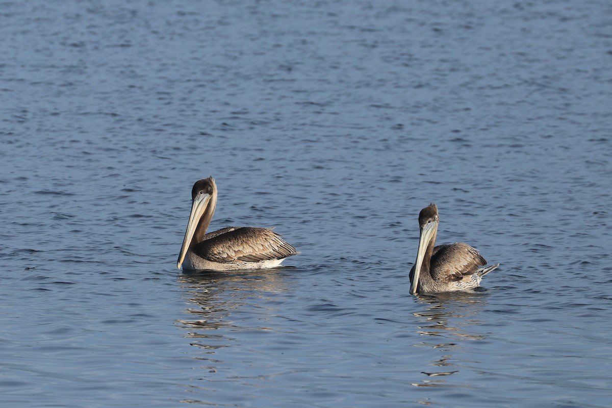 Brown Pelican - Zach Hawn