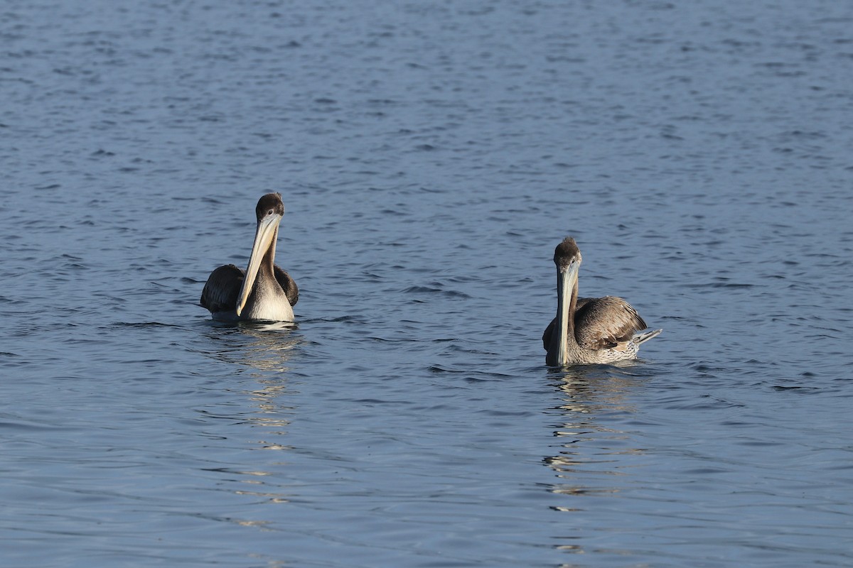 Brown Pelican - ML272927691