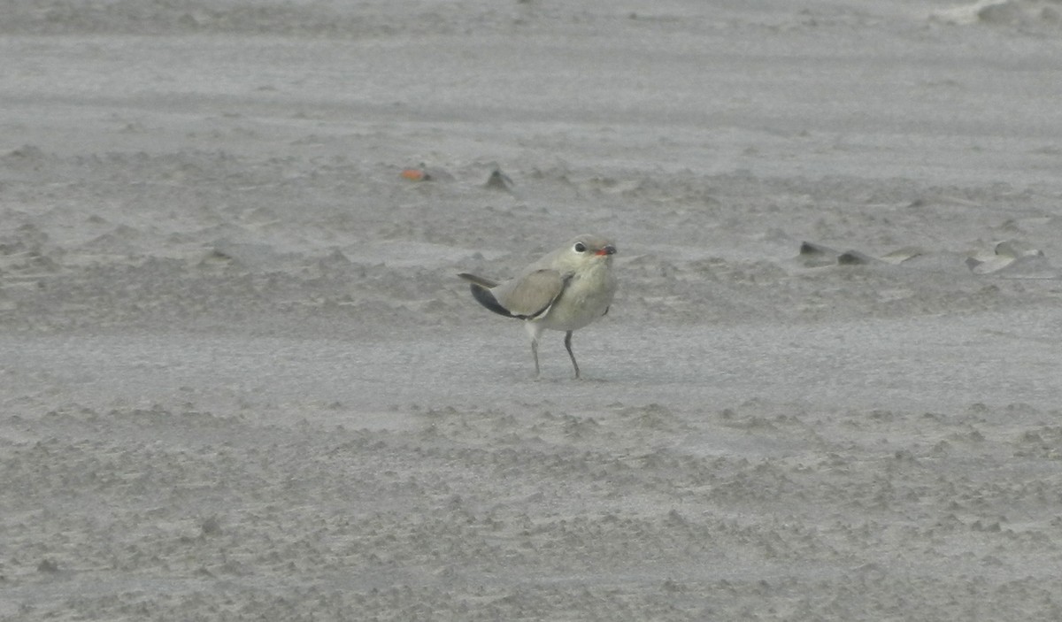 Small Pratincole - ML272928501