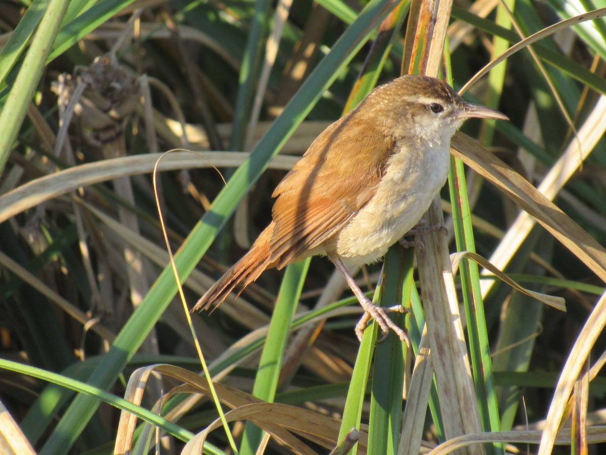 Curve-billed Reedhaunter - Luis  Weymar Junior