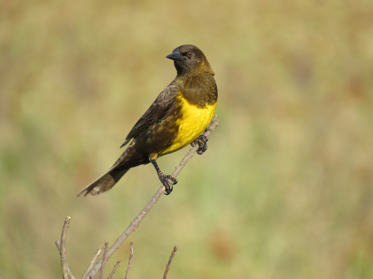 Brown-and-yellow Marshbird - Luis  Weymar Junior