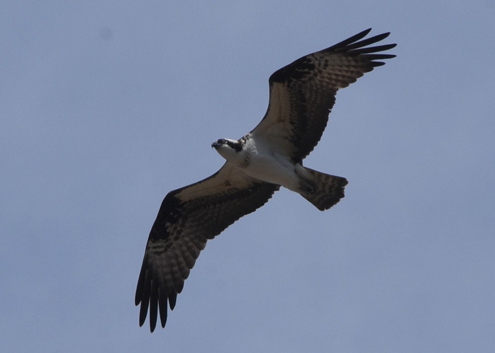 Osprey - ML27293061
