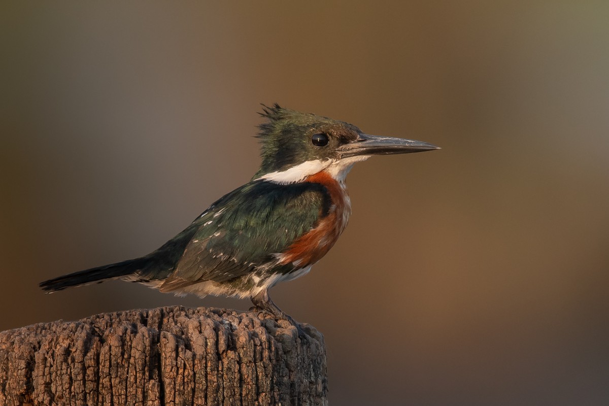 Green Kingfisher - Pablo Re