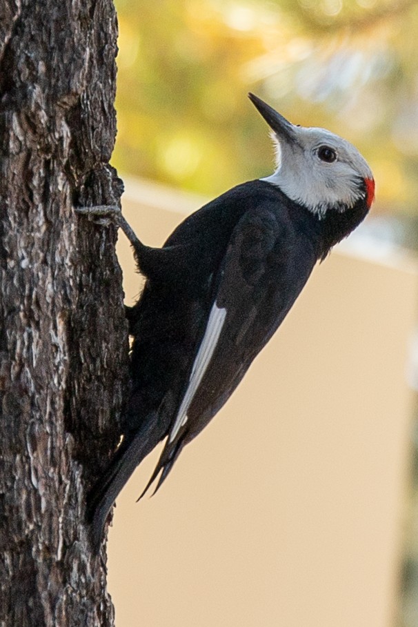 White-headed Woodpecker - ML272932561