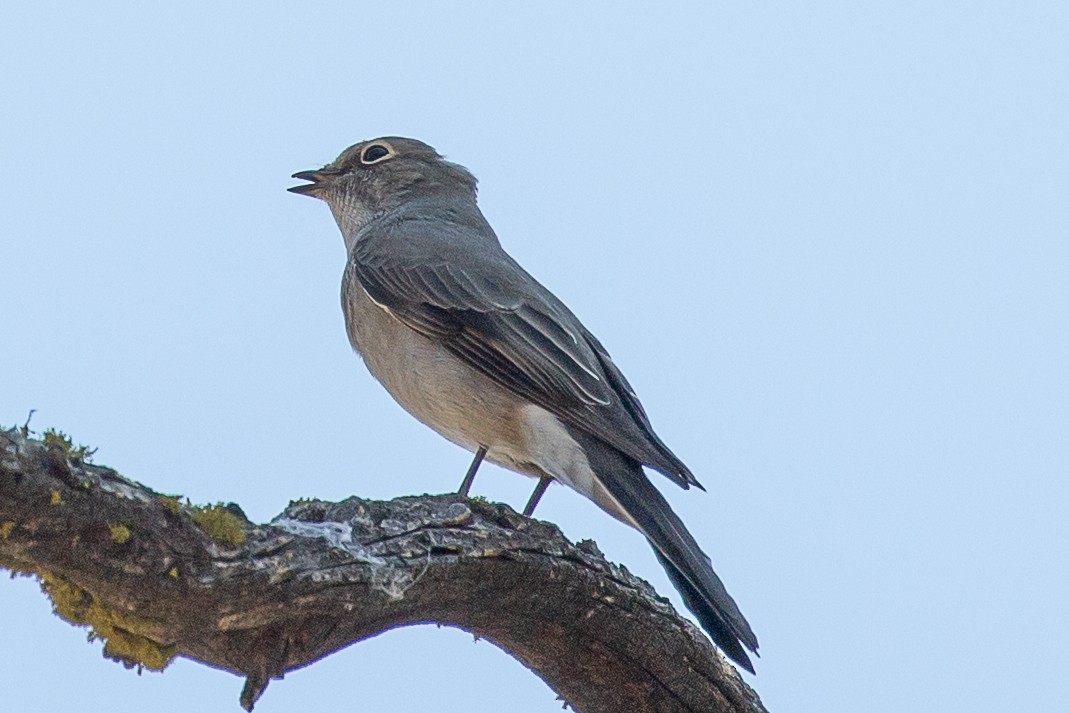 Townsend's Solitaire - ML272932651