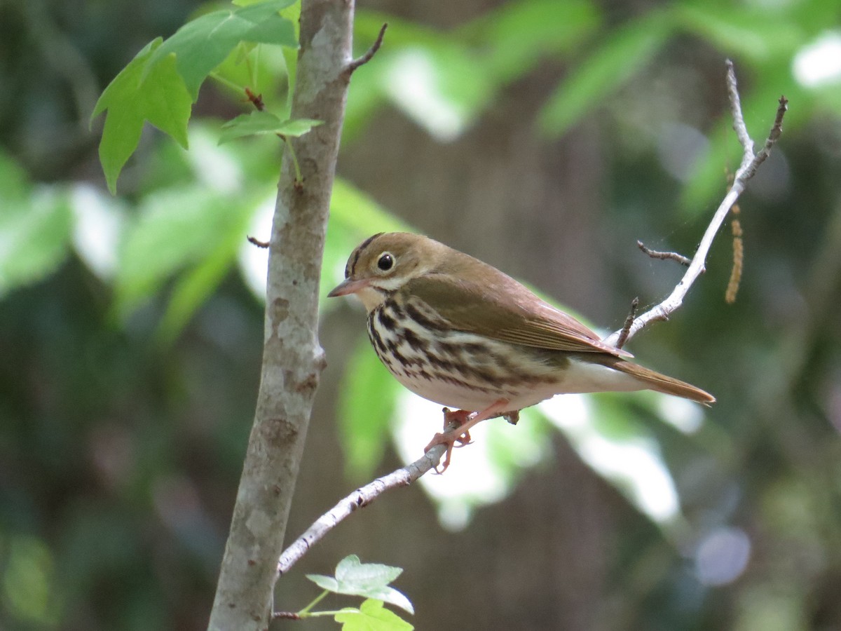 Ovenbird - ML27293291