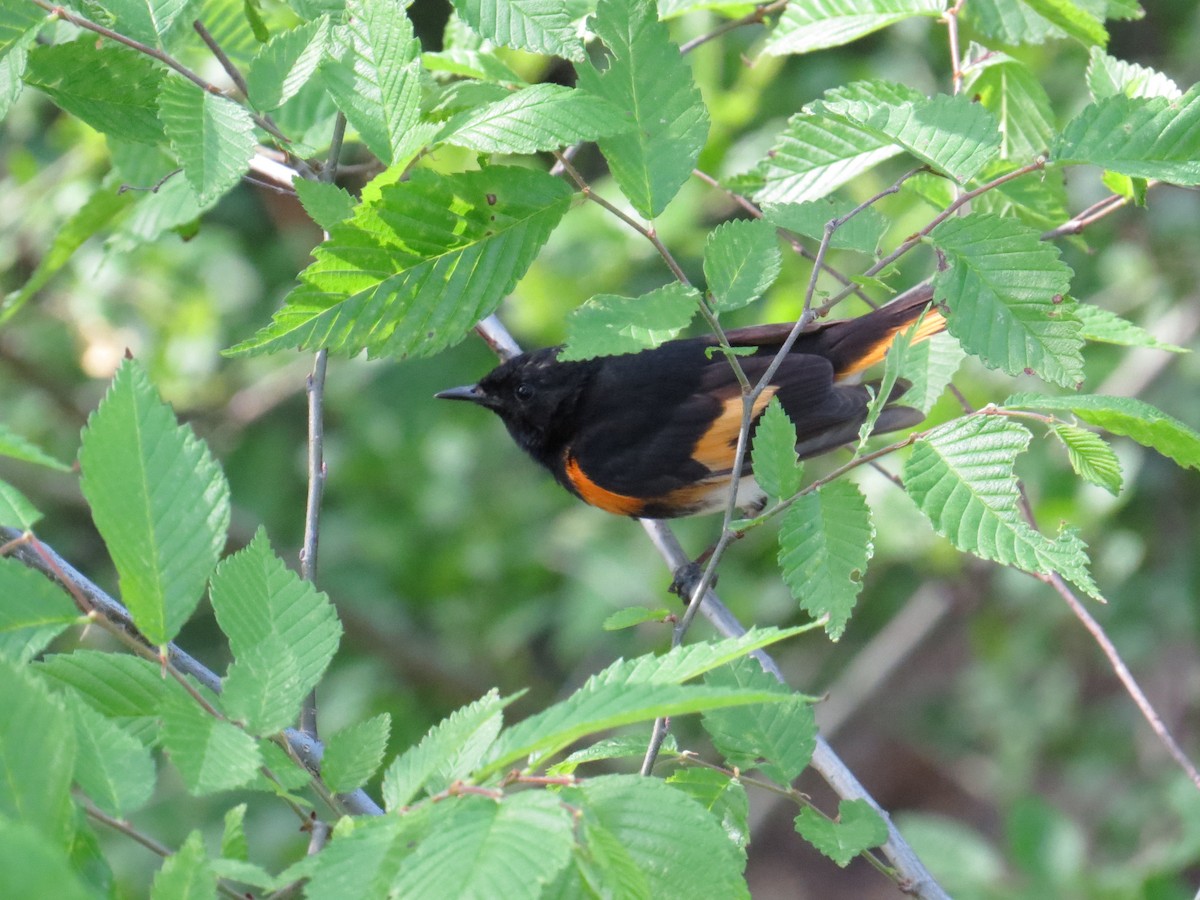 American Redstart - ML27293351