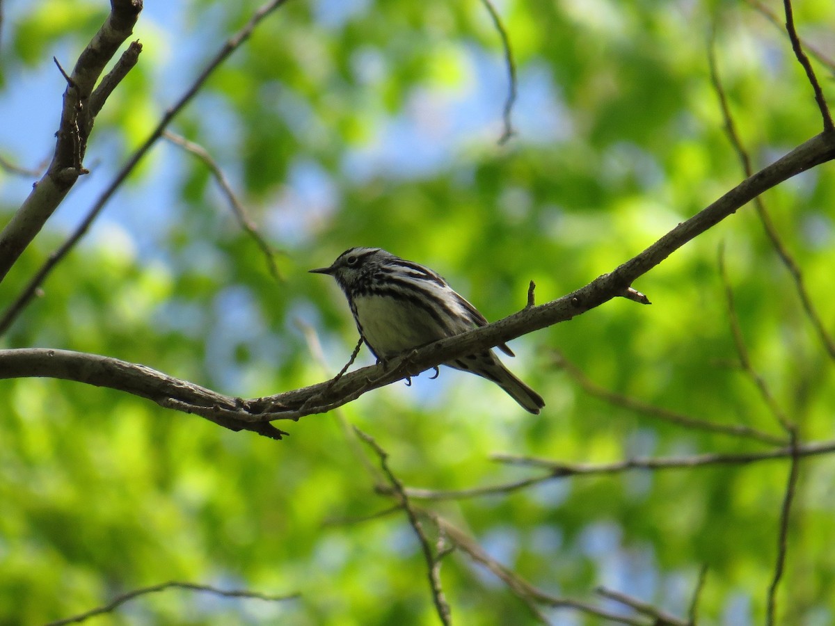 Black-and-white Warbler - ML27293361