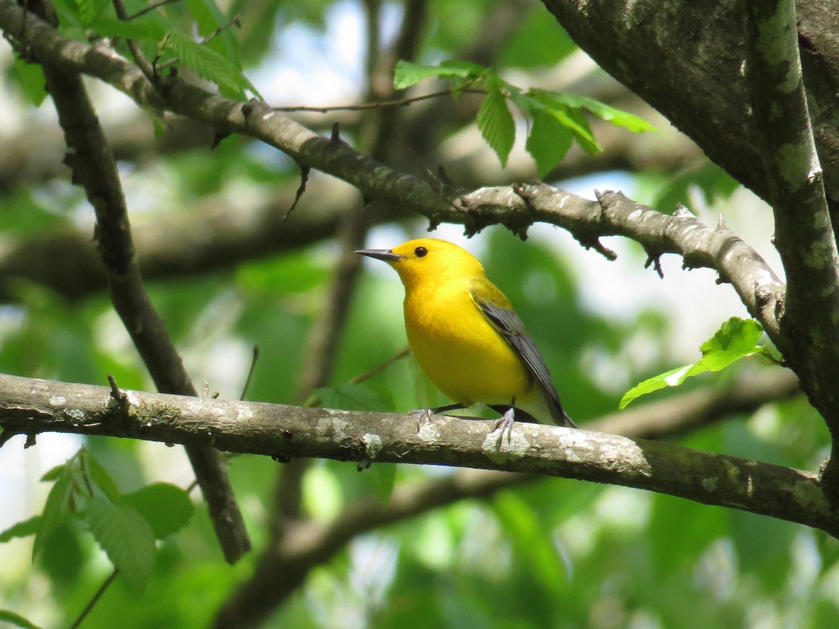 Prothonotary Warbler - ML27293371