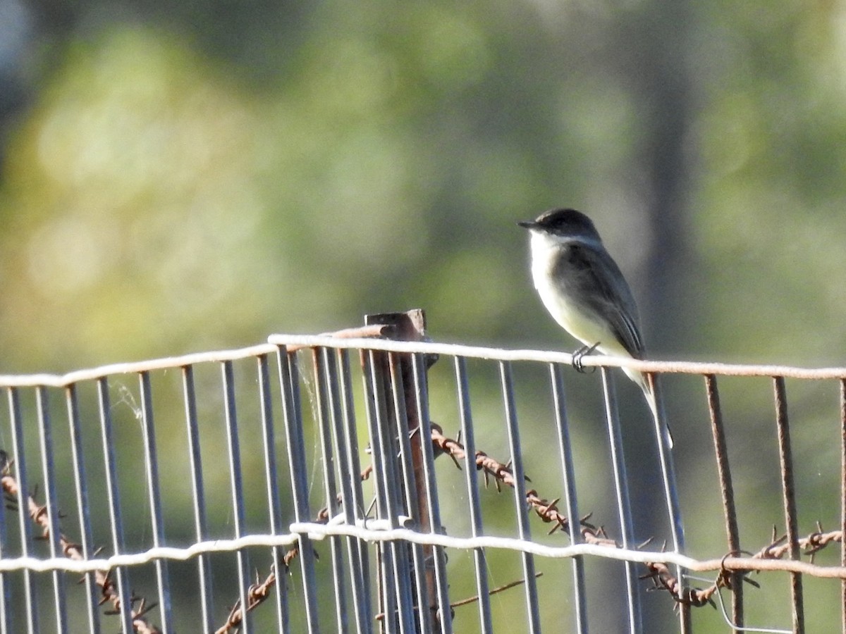 Eastern Phoebe - Karen Seward