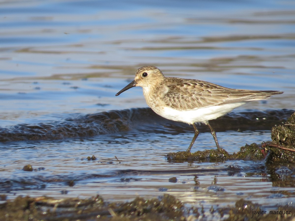 Baird's Sandpiper - ML272934751