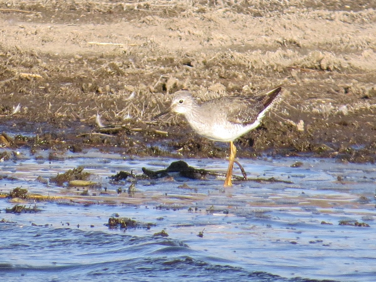 Lesser Yellowlegs - ML272934781