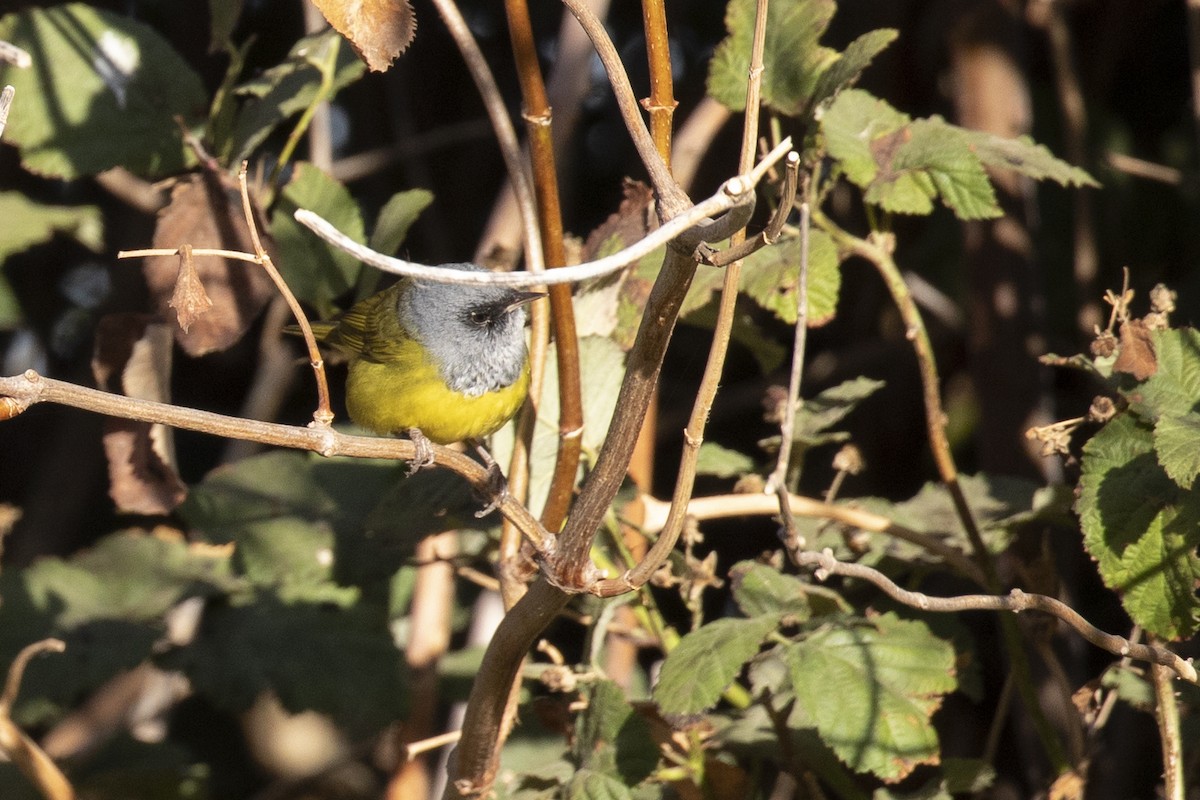 MacGillivray's Warbler - ML272935941