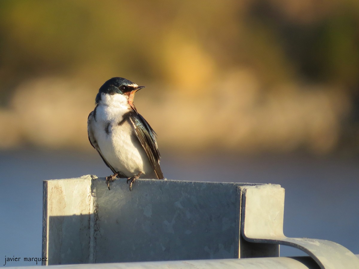 White-rumped Swallow - ML272936461