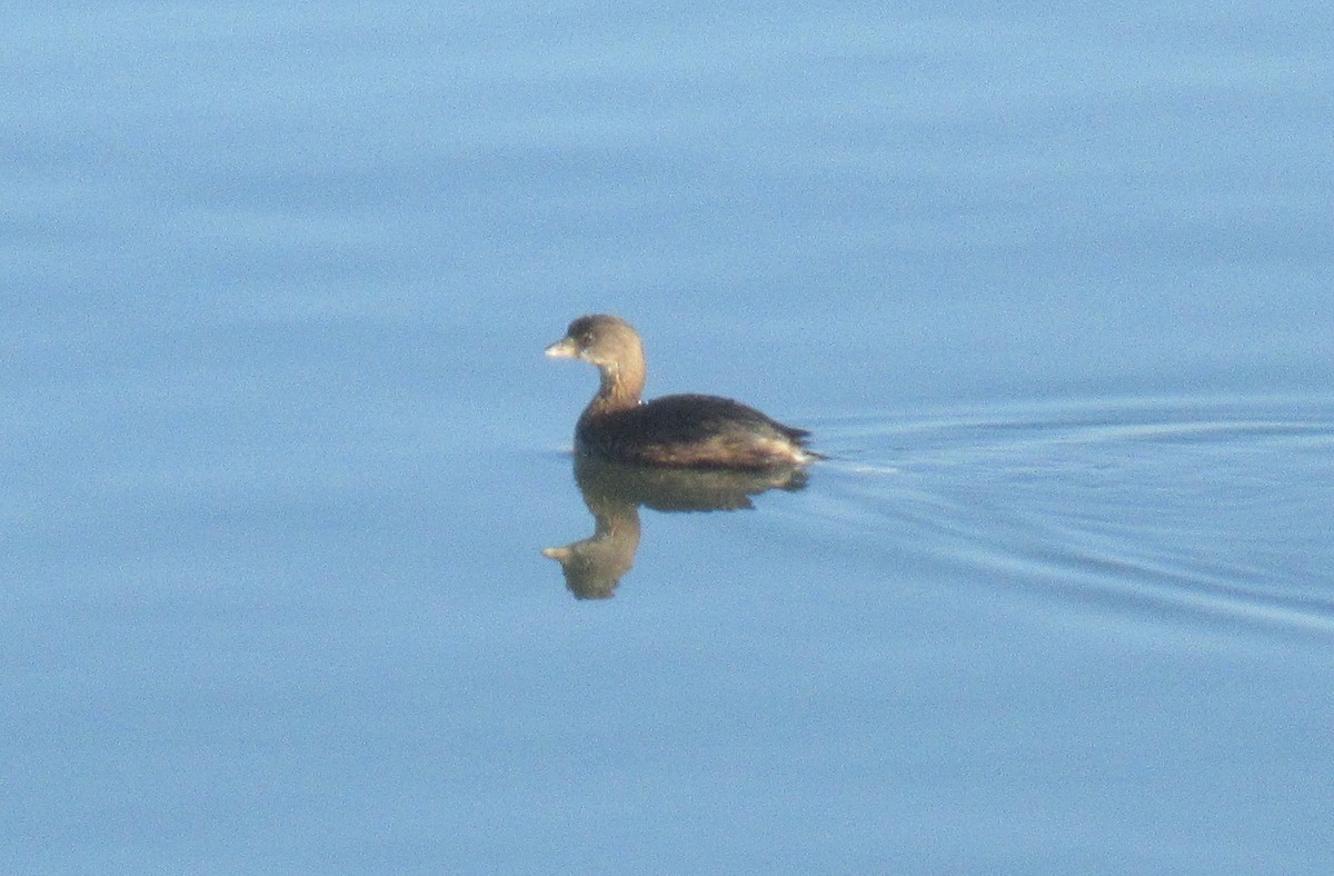 Pied-billed Grebe - Sam Zuckerman