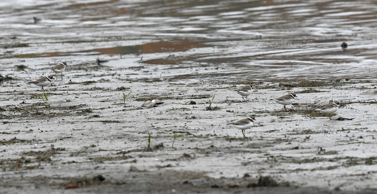 Semipalmated Plover - ML272936991