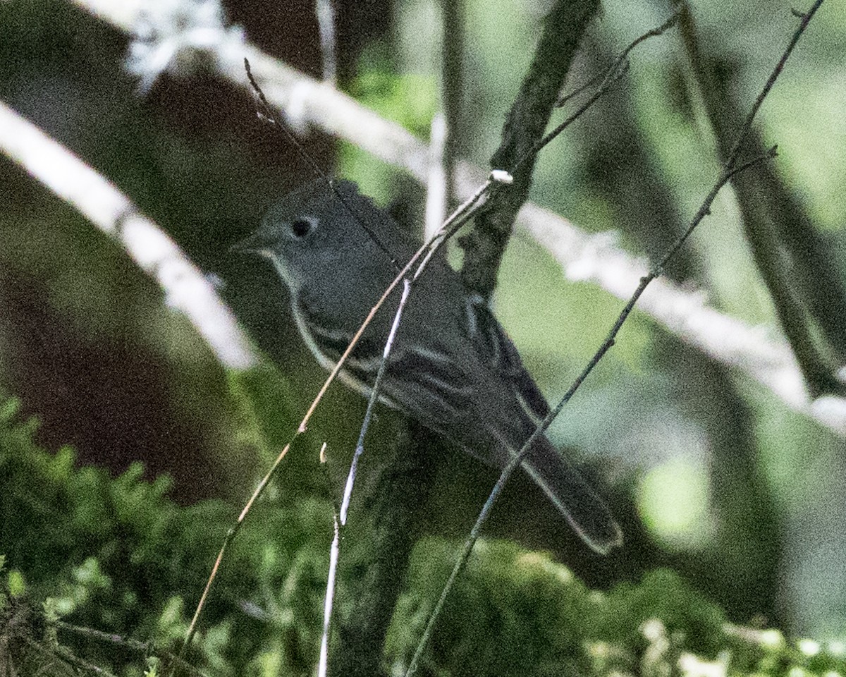 Mosquero sp. (Empidonax sp.) - ML27293781