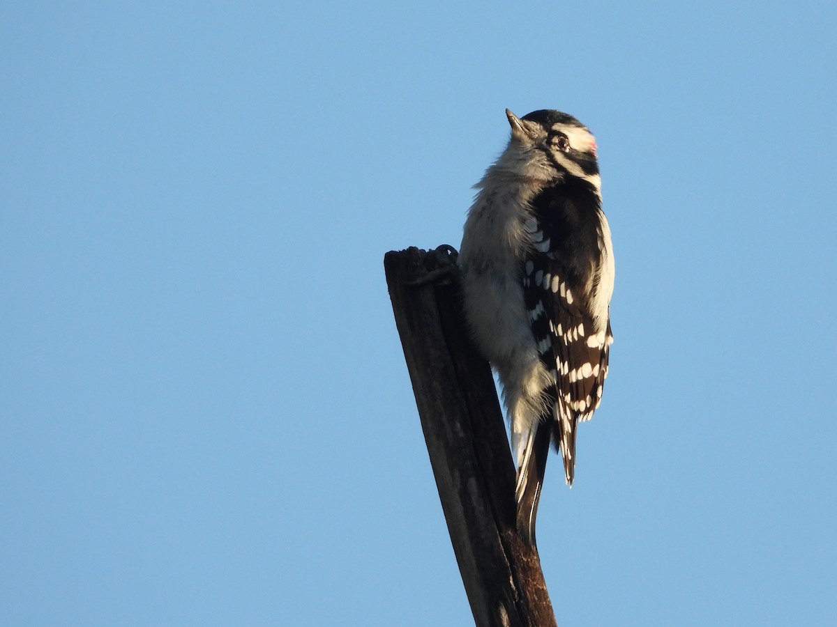 Downy Woodpecker - ML272938761