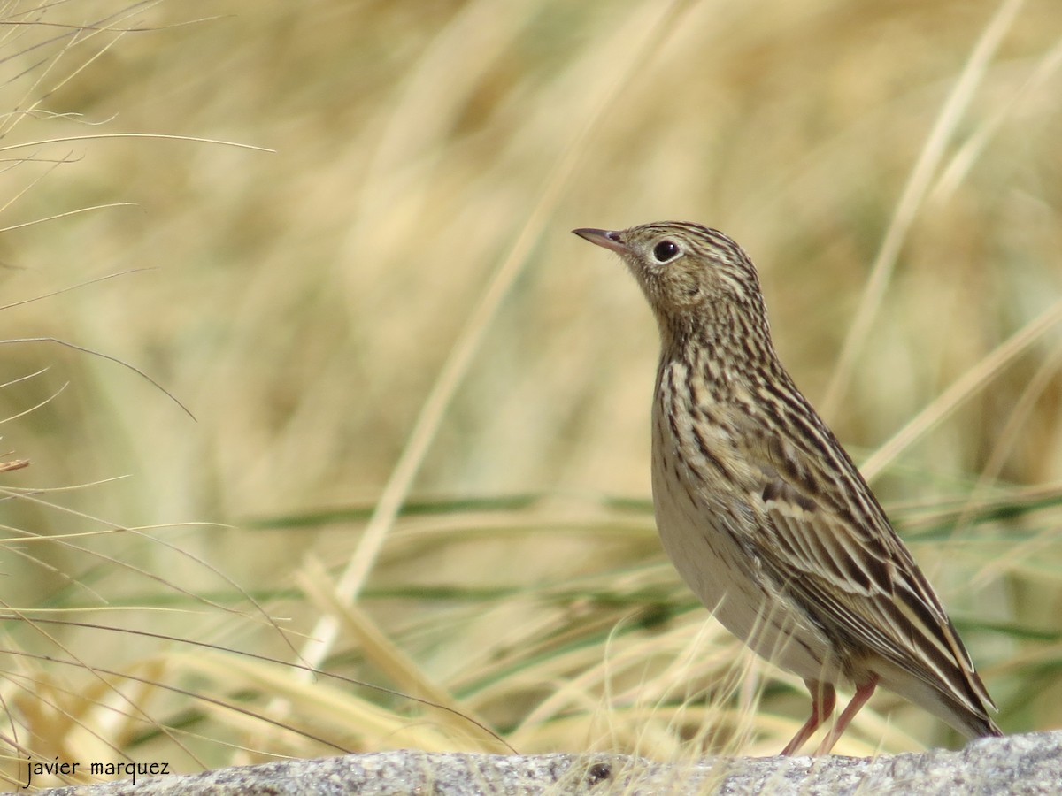 Hellmayr's Pipit - Javier Márquez