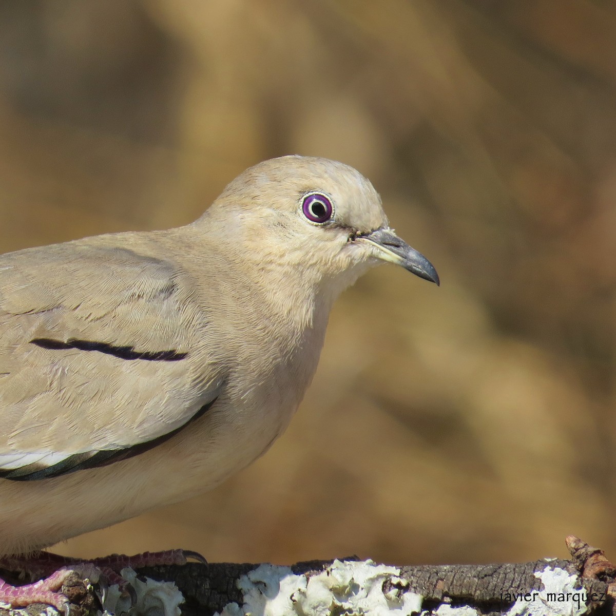 Picui Ground Dove - Javier Márquez